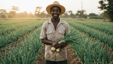 9 NOVAS OPORTUNIDADES DE EMPREGO EM MOÇAMBIQUE - Candidature-se JÁ